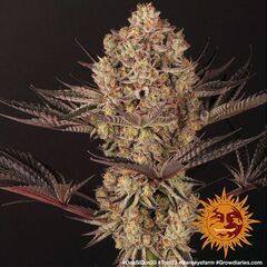 Dos Si Dos 33, Фасовка: 3